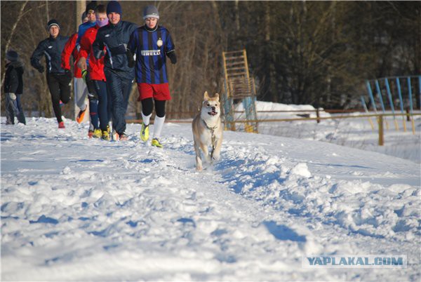 Собакочетверг же, ау!