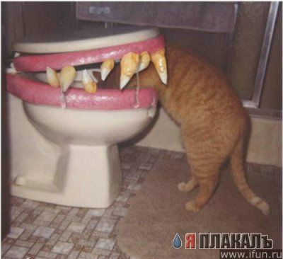Коты, кошки, котята