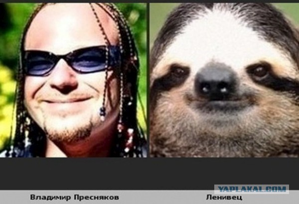 Знаменитости и их  двойники из мира животных