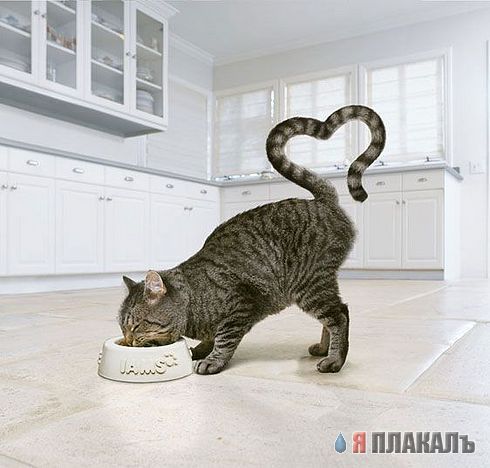 Коты, кошки, котята