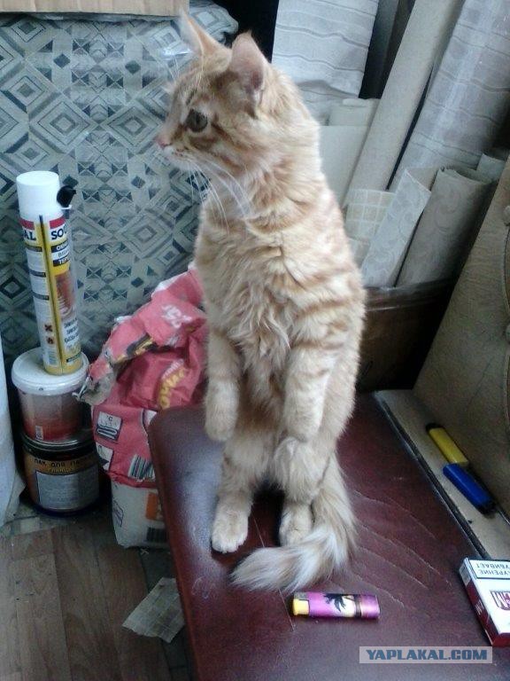 Котовторник 15.03