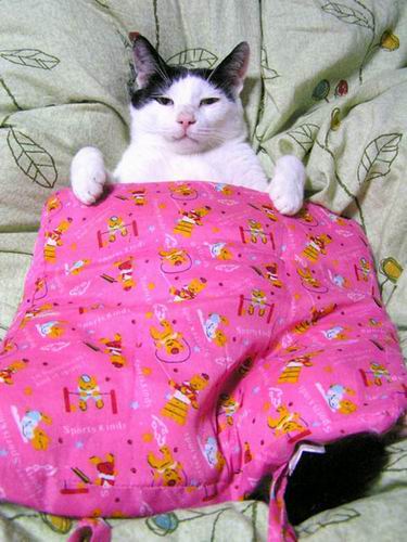 Вторничный котомёт