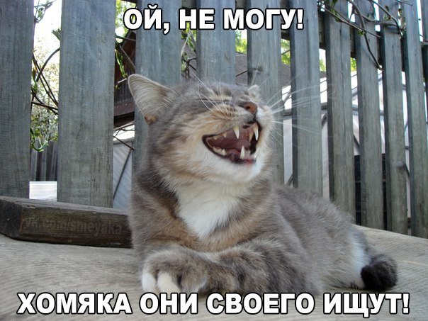 Прикольные животные