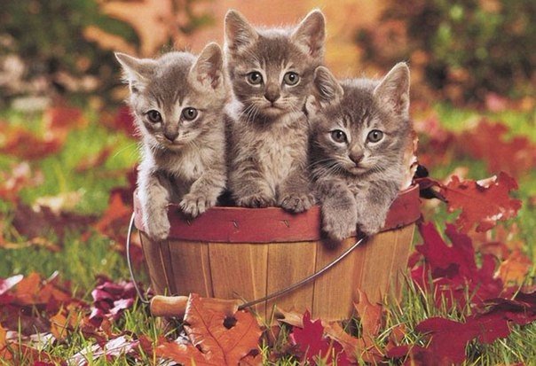 Коты из сети