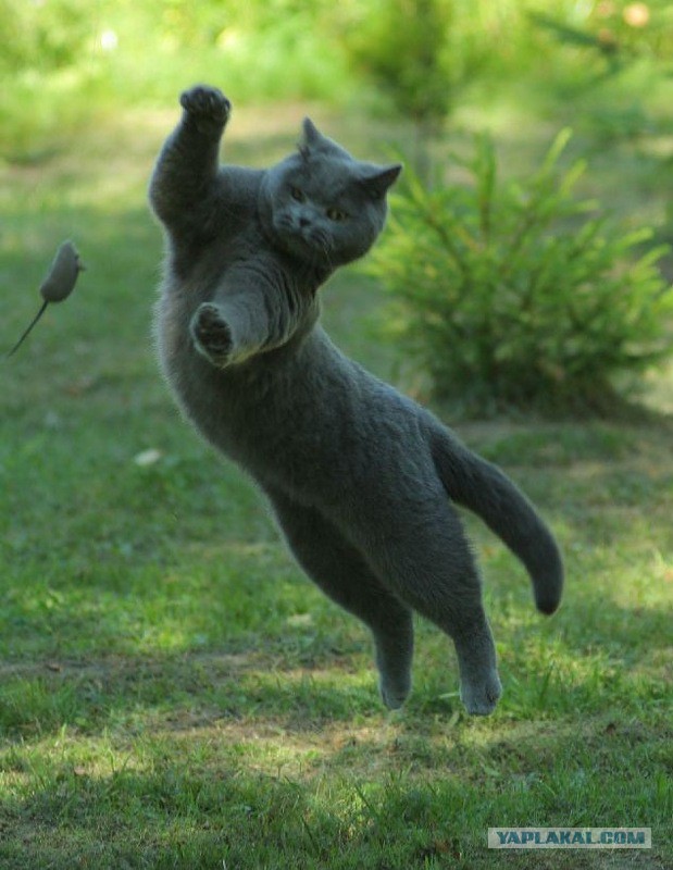 Котейки пост