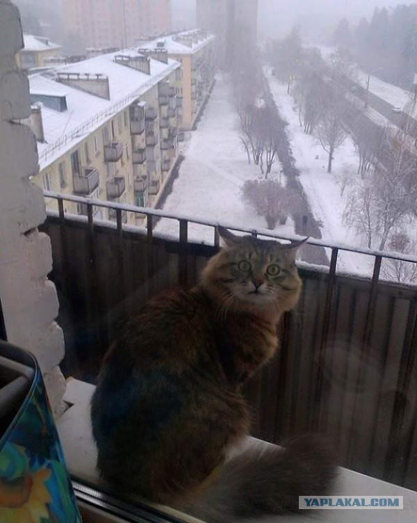 Котейки пост
