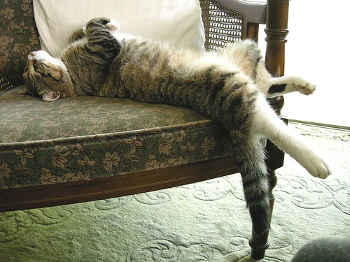 Коты из сети