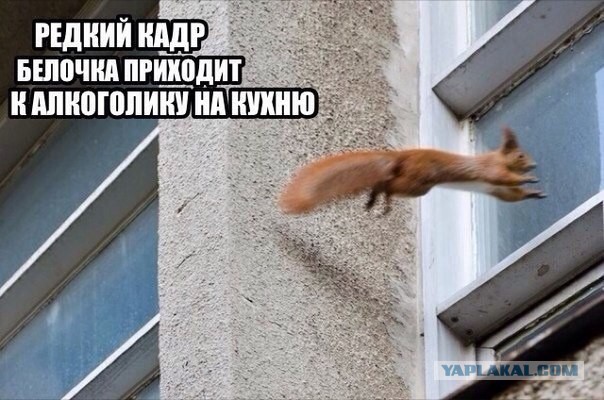 Смешные комментарии из социальных сетей 09.12.2016