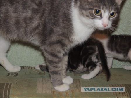 Приюту "Котоленд" нужна помощь...