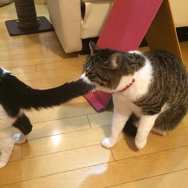 Коты и Кошки