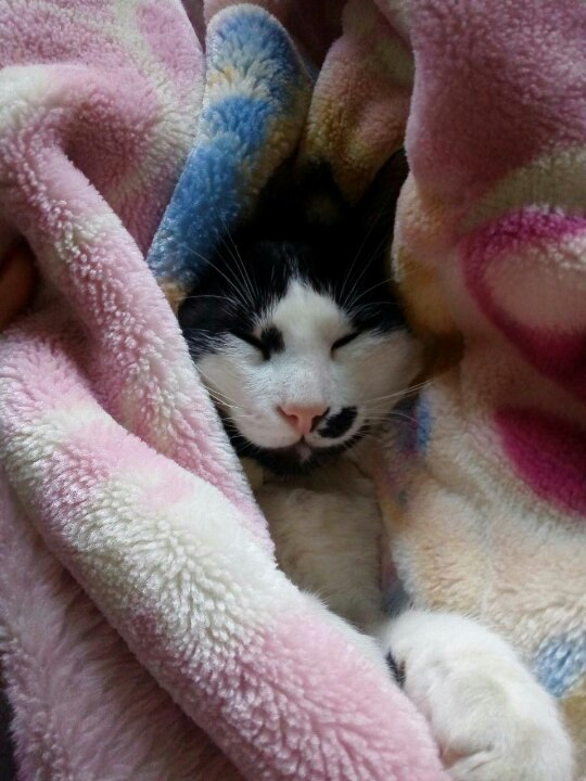 Коты и Кошки
