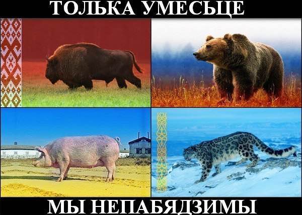 Немного веселых картинок к среде