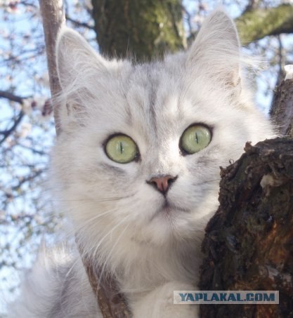 Уррааа! Котовторник на ЯПлакалъ!