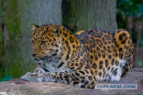 Улов из социальных сетей - леопарды!