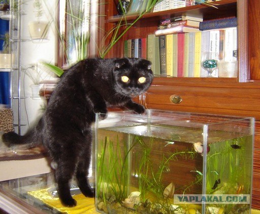 Котовторник на ЯПлакалъ