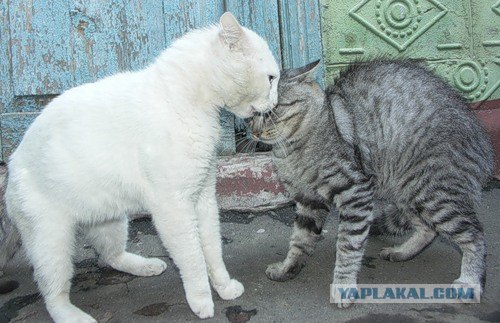 И снова во вторник - котовторник