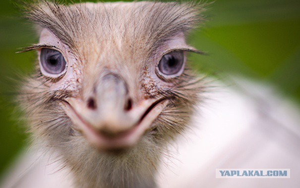 Пара купила 4 яйца страуса эму на Ebay, и вот их драматическая история