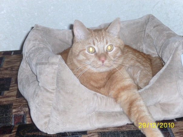 Сегодня котовторник, а котиков все нет