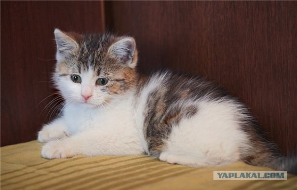 Котовторник на середину июня