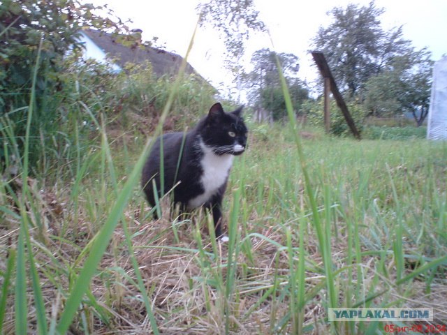 Котовторник в "КотоГетто"