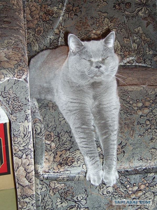 Котовторник 1.11.11