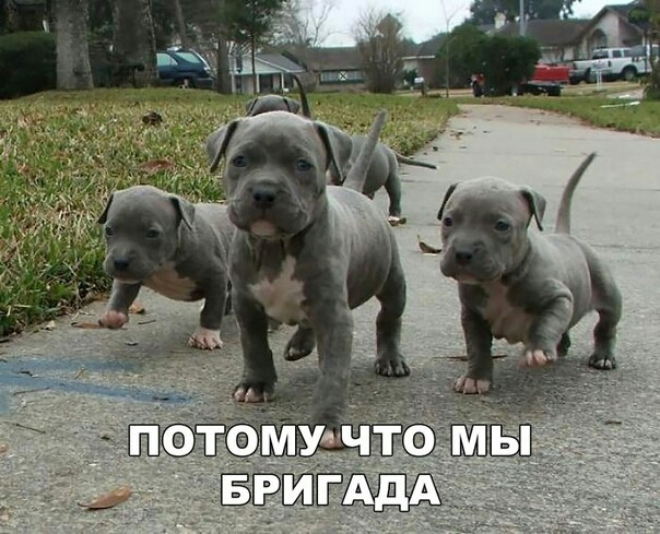 Милые животные. Мимиметр сломался
