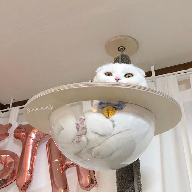 Прикольных котов пост