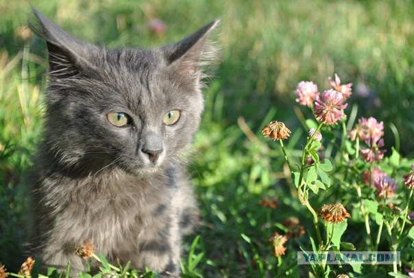 Котовторник 31.07.2012 г.
