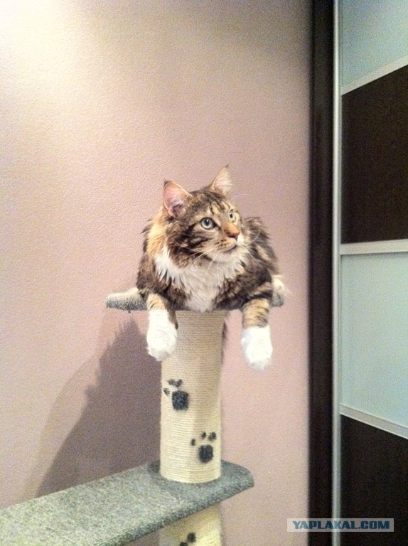 Котонянька и котовторник