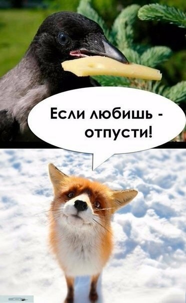 Анекдоты, соц-сети и картинки с надписями