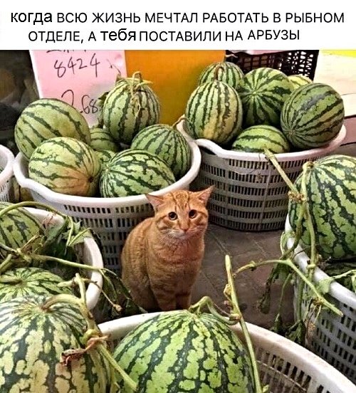 13414164.jpg