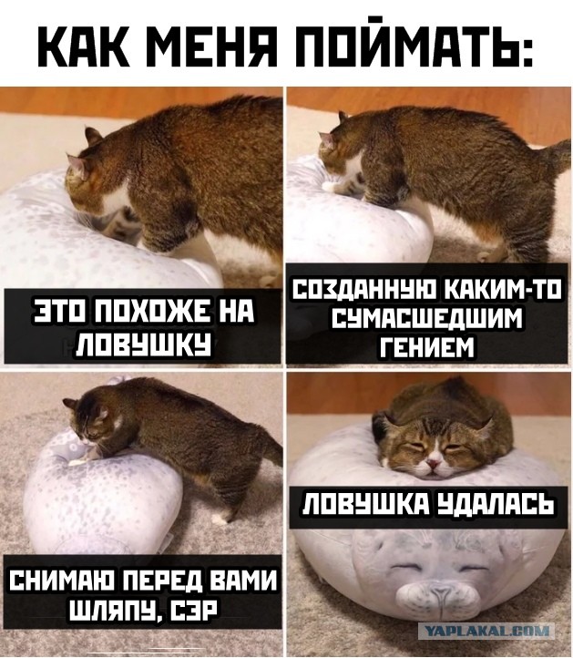 Забавные шутки, картинки и фразы из этих ваших интернетов