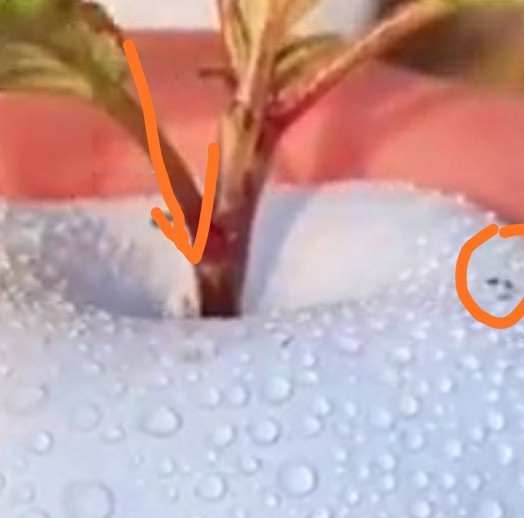 Черные яблоки и Призрачные