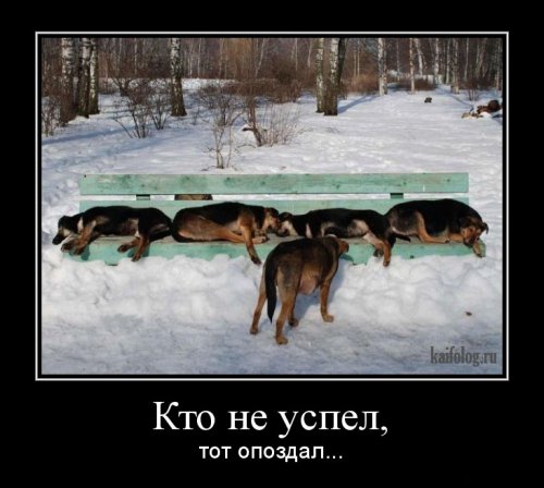 Собачьи стаи в центре города