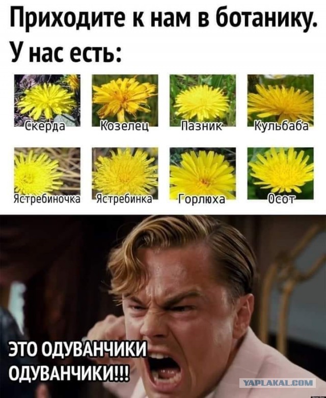 Весёлый полтишок 18.05