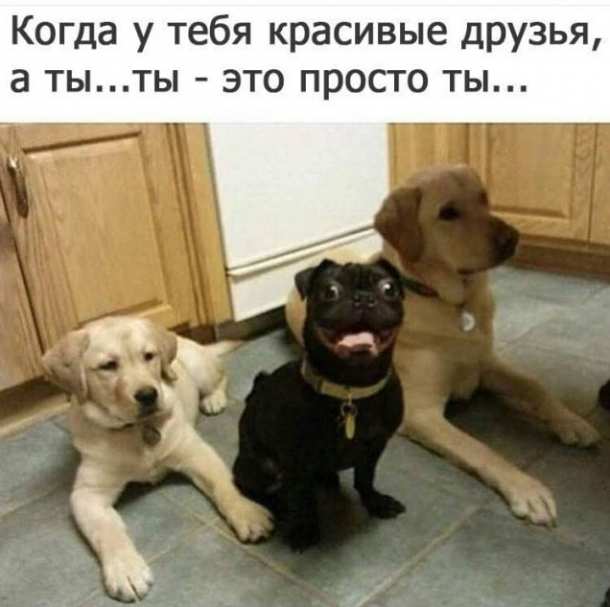 Картинки и мемы, всем хороших выходных