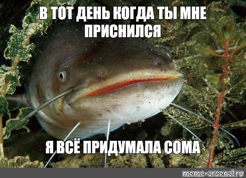 Сомоеды