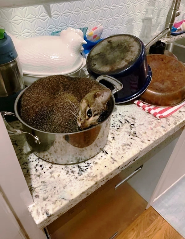 Ловушки для котов