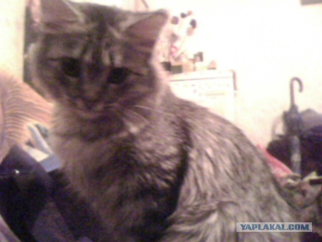 Котовторник 30.04.2013