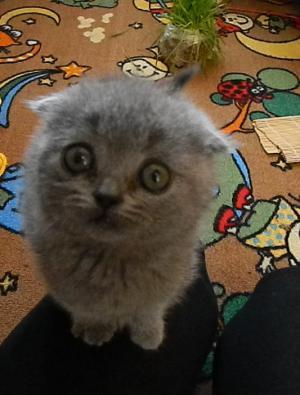 Котовторник  07.05.2013