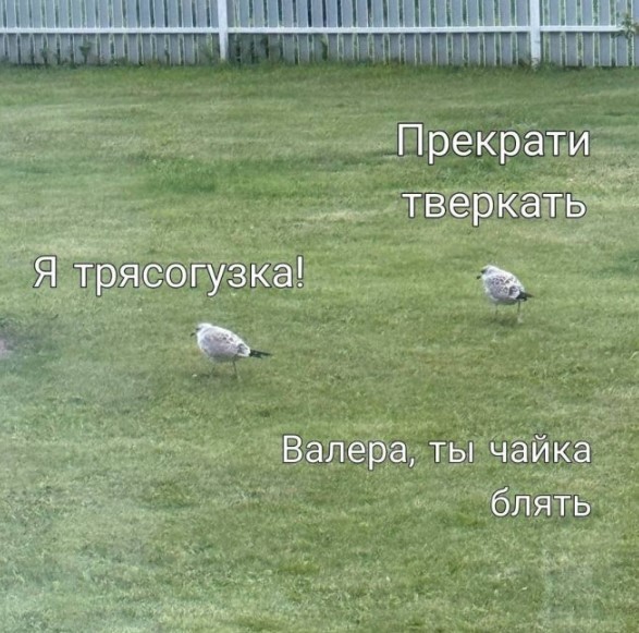 Картиночки, баянчики 25 июля