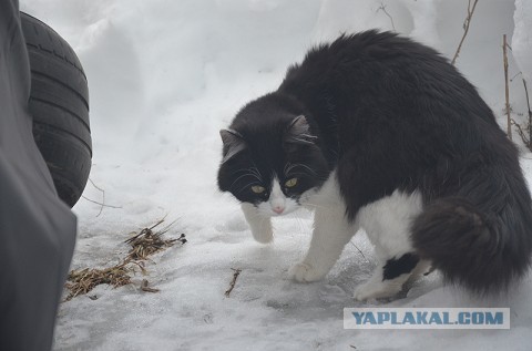Последнего отдал в добрые руки.