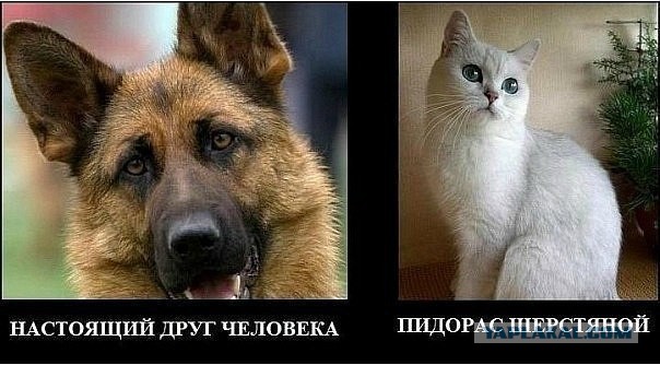 Что такое собака в доме