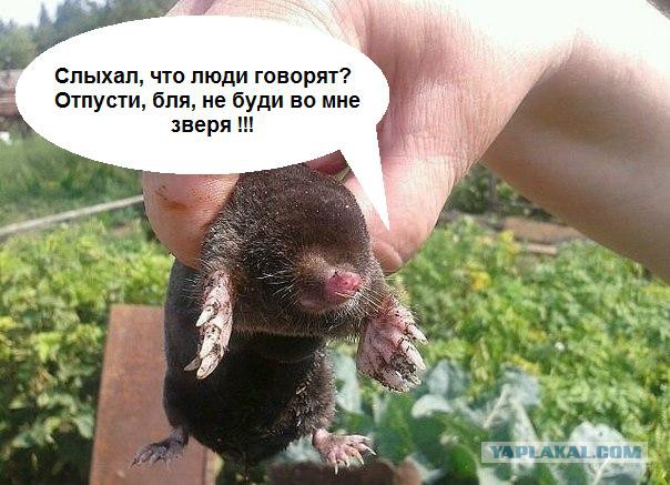 Попался, который копался!