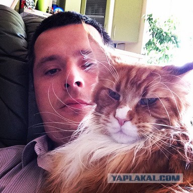 Котовторник 26.08.14.