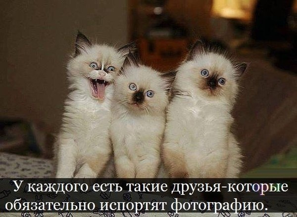 Веселые картинки