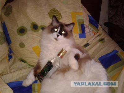 Котовторник