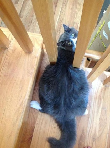 Животные ,которые застряли.