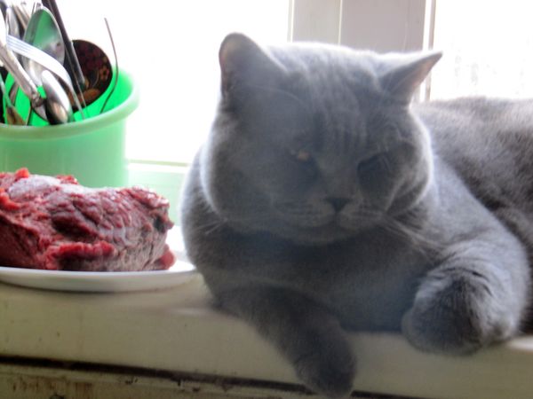 Котовторник 24.03.2015