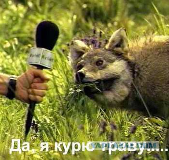 Придет серенький волчок
